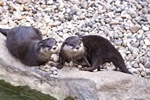 Oriental small-clawed otter (Aonyx cinerea)