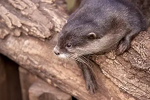 Oriental small-clawed otter (Aonyx cinerea)