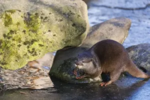 One oriental small-clawed otter or Asian small-clawed otter (Aonyx cinerea)