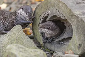 One oriental small-clawed otter or Asian small-clawed otter (Aonyx cinerea)