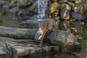 One oriental small-clawed otter or Asian small-clawed otter (Aonyx cinerea)