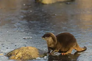 One oriental small-clawed otter or Asian small-clawed otter (Aonyx cinerea)