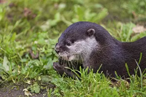 One oriental small-clawed otter or Asian small-clawed otter (Aonyx cinerea)
