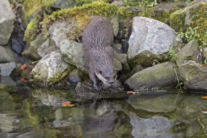 One oriental small-clawed otter or Asian small-clawed otter (Aonyx cinerea)