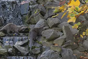 Two oriental small-clawed otter or Asian small-clawed otter (Aonyx cinerea)