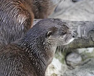 Oriental Small-clawed Otters (Aonyx cinerea )