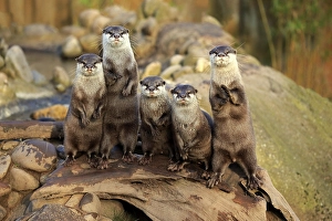 Oriental small-clawed otters or Asian small-clawed otters (Amblonyx cinerea)