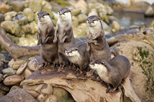 Oriental small-clawed otters or Asian small-clawed otters (Amblonyx cinerea)
