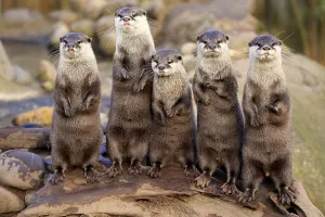 Oriental small-clawed otters or Asian small-clawed otters (Amblonyx cinerea)