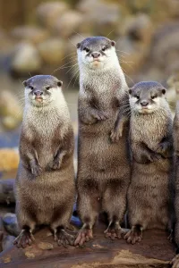 Oriental small-clawed otters or Asian small-clawed otters (Amblonyx cinerea)