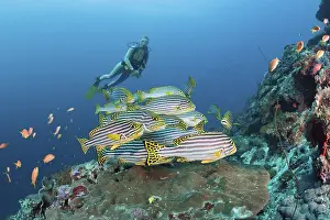 Oriental sweetlips and divers, Plectorhinchus orientalis