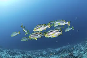 Oriental sweetlips, Plectorhinchus orientalis
