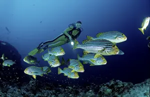 Oriental Sweetlips (Plectorhinchus vittatus) and diver (Plectorhinchus orientalis)