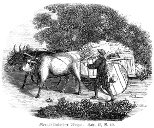 Oriental wagon, cart, cattle, draught animals