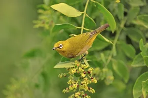 Oriental White-eye (Zosterops palpebrosus), Keoladeo Ghana National Park, Rajasthan, India, Asia