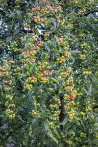 Ornamental apple (Malus robusta Red Sentinel) with unripe fruit