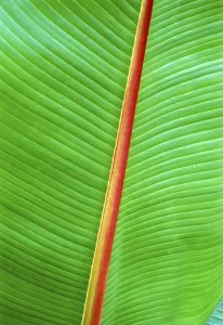 Ornamental Banana leaf in Kerala