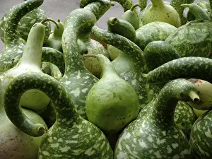 Ornamental pumpkin, calabash, bottle gourd