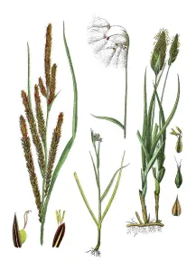 Ornamental sedge (Carex), slender sedge also pointed sedge acuta