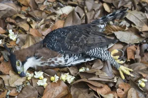 Ornate ornate hawk-eagle (Spizaetus ornatus) adult