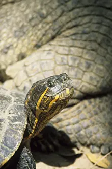 Ornate tortoise (Trachemys ornata)