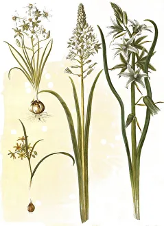 (Ornithogalum umbellatum), diet-bird's milk