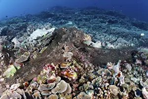 Category Coral Reefs DE Prints: Orphaned, close-meshed fishing net destroys coral reef