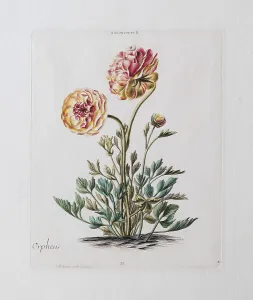 Orpheus Ranunculus or persian buttercup (Ranunculus asiaticus)