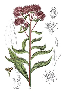 Orpine, Livelong, Frog's-stomach (Sedum fabaria)