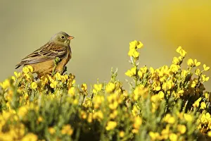 Ortolan Bunting (Emberiza hortulana) male