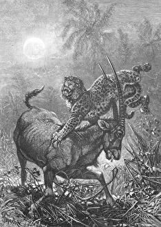 Oryx antelope being attacked by a leopard