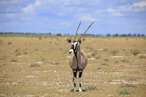 Oryx antelope in Etosha National Park in Namibia