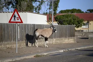 Oryx antelope or gemsbok (Oryx gazella) on a pavement