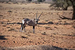 Oryx antelope in the Namib-Naukluft Park in Namibia