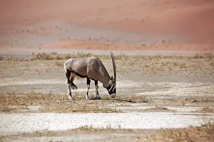 Oryx antelope in the Namib-Naukluft Park in Namibia