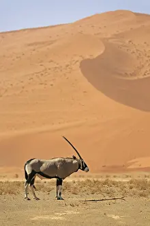 Oryx antelope in the Namib-Naukluft Park in Namibia