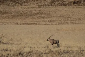 Oryx, antelope oryx, Namib Desert