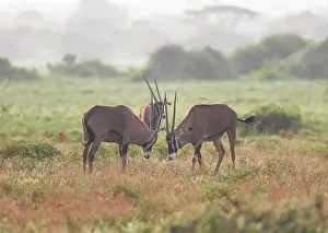 Oryx antelope in the Tsavo East National Park