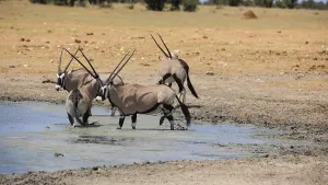 Oryx antelopes drinking at a waterhole in Etosha National Park in Namibia