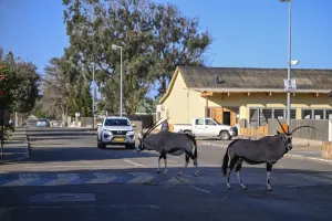Category Wildlife DE Prints: Oryx antelopes or gemsboks (Oryx gazella) crossing a road on a zebra crossing
