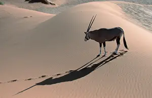 (Oryx gazella)