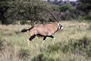 Oryx gazella, South African spikebuck