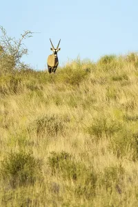 An Oryx Gazelle (Gemsbok) facing towards the camera stands on top of a hill in the Kalahari