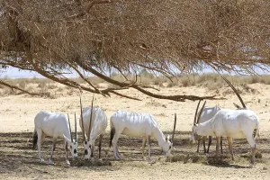 Oryx herd in the reserve Hai-Bar Yotvata in southern Israel