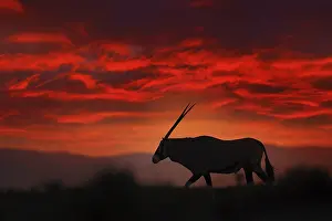 Oryx with orange sand dune evening sunset