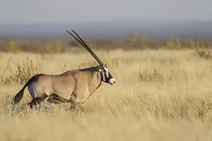Oryx (Oryx gazella), Etosha National Park
