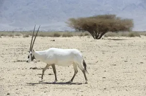 Oryx in the reserve Hai-Bar Yotvata in southern Israel