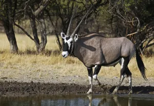Oryxantilope, Central Kalahari Game Reserve