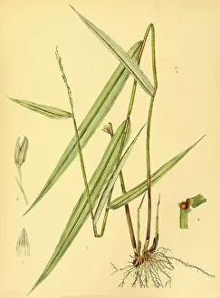 (Oryza) granulata, native to Southeast Asia