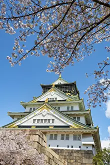 Osaka castle with blooming cherry trees in the park